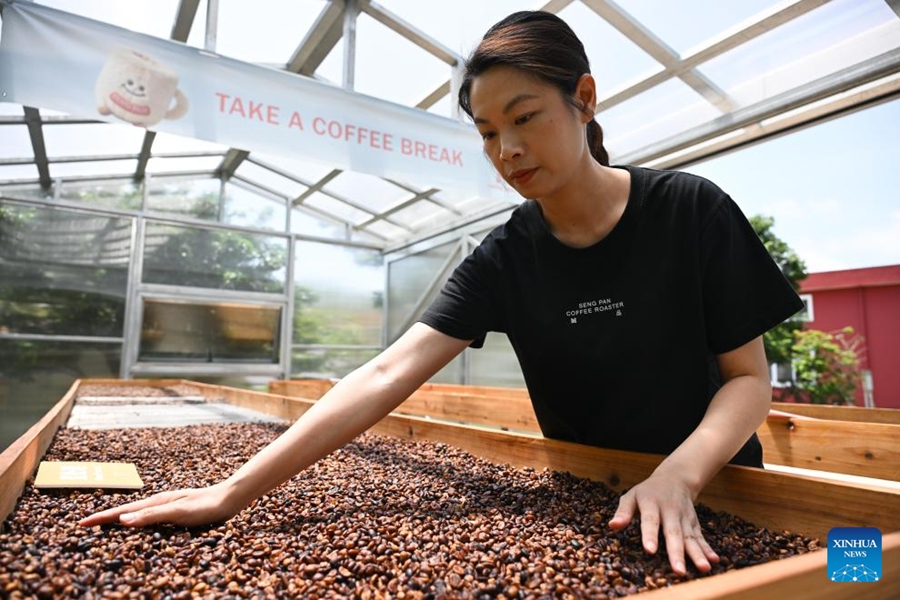 L'industria del caffè prospera a Jiangmen, nel Guangdong