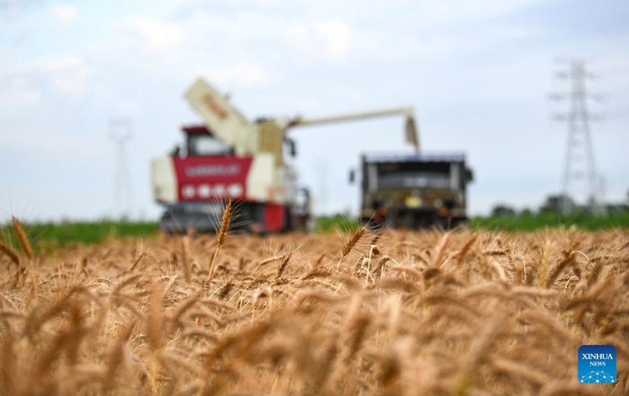Cangzhou, terreni salino-alcalini trasformati in campi di grano produttivi