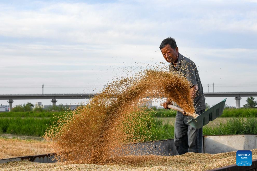 Cangzhou, terreni salino-alcalini trasformati in campi di grano produttivi