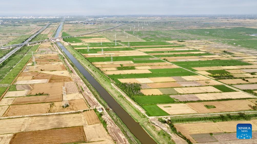 Cangzhou, terreni salino-alcalini trasformati in campi di grano produttivi