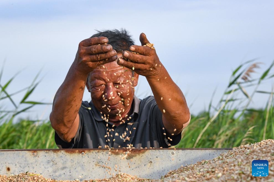 Cangzhou, terreni salino-alcalini trasformati in campi di grano produttivi