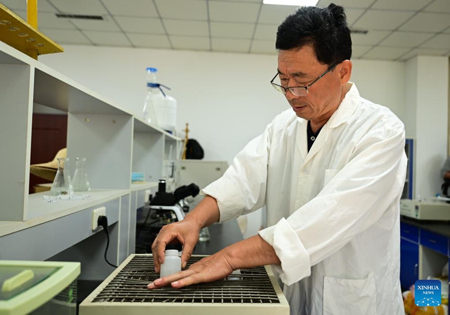 Cangzhou, terreni salino-alcalini trasformati in campi di grano produttivi