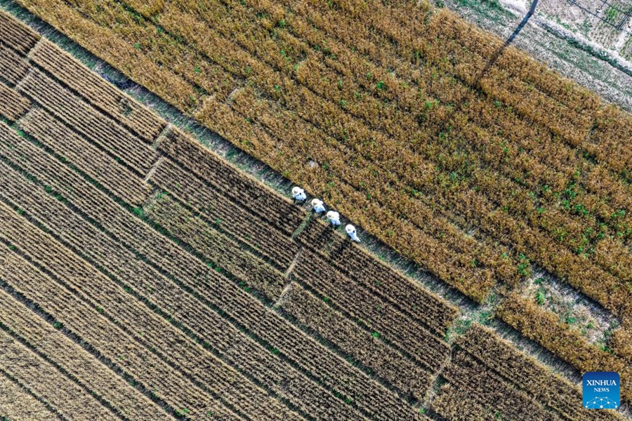 Cangzhou, terreni salino-alcalini trasformati in campi di grano produttivi