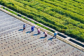 Agricoltori in tutta la Cina impegnati nei campi all'inizio dell'estate