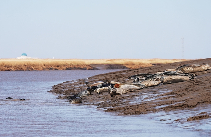 Panjin, Liaoning: un habitat per le foche maculate