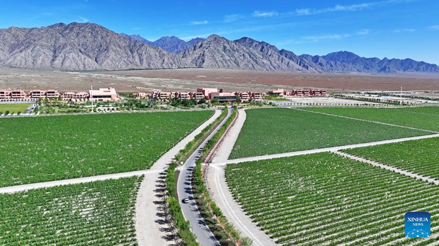 Vista dei vigneti alle pendici orientali del monte Helan, Ningxia