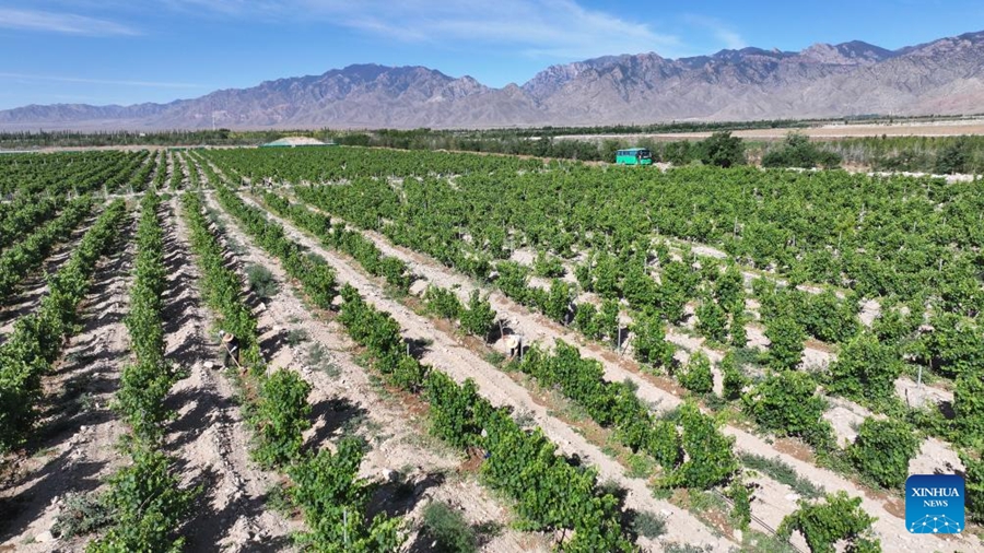 Vista dei vigneti alle pendici orientali del monte Helan, Ningxia