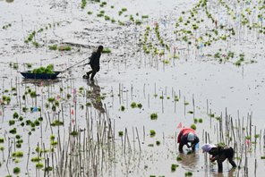 Heilongjiang entra nella "stagione d'oro" per il trapianto del riso