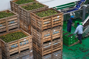 Le imprese cinesi contribuiscono alla trasformazione e all'ammodernamento dell'industria dell'avocado in Kenya