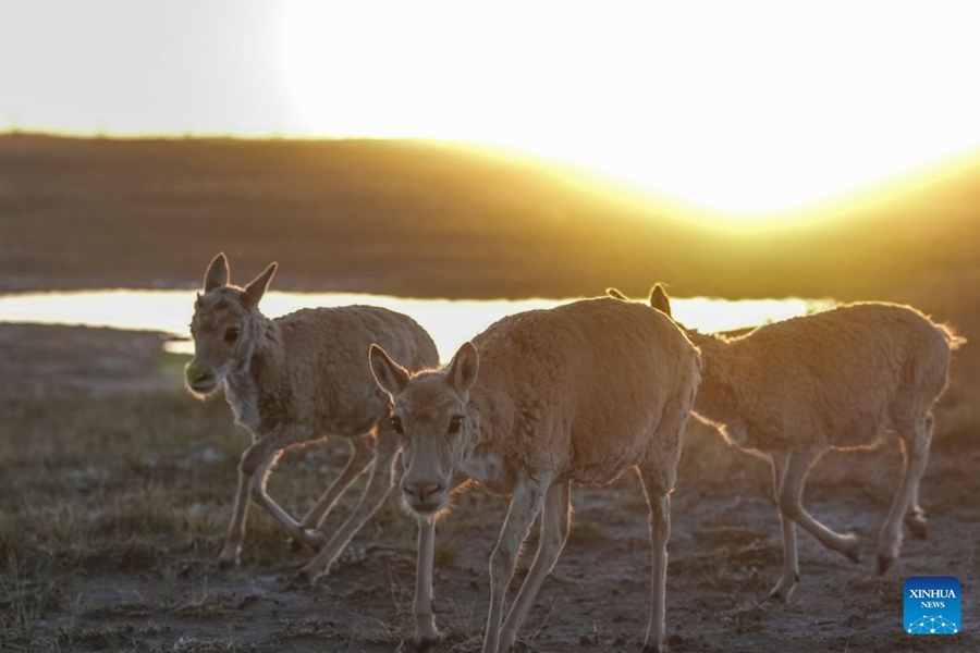Piccoli di antilope tibetana salvati presso una stazione di protezione nel Qinghai