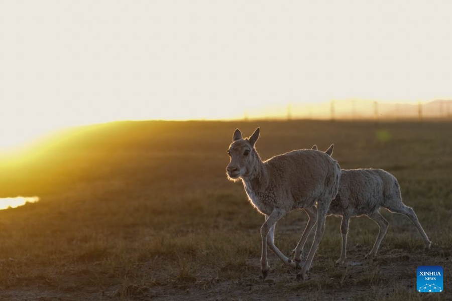 Piccoli di antilope tibetana salvati presso una stazione di protezione nel Qinghai