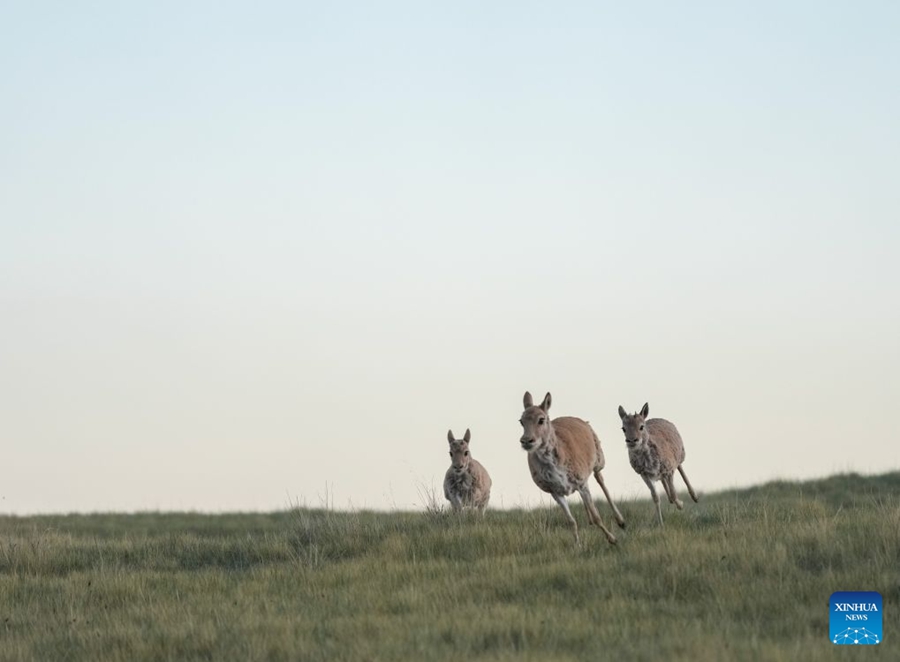 Piccoli di antilope tibetana salvati presso una stazione di protezione nel Qinghai