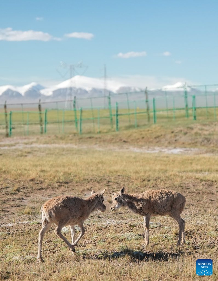 Piccoli di antilope tibetana salvati presso una stazione di protezione nel Qinghai