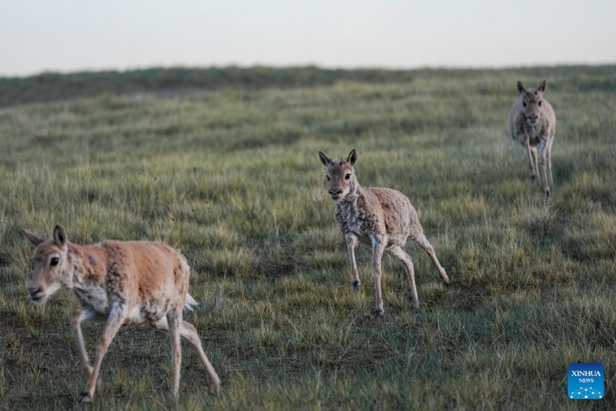 Piccoli di antilope tibetana salvati presso una stazione di protezione nel Qinghai