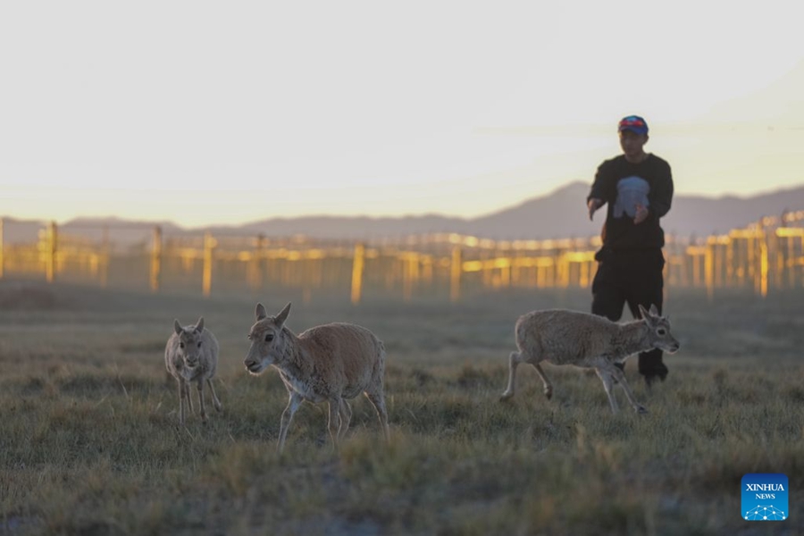 Piccoli di antilope tibetana salvati presso una stazione di protezione nel Qinghai