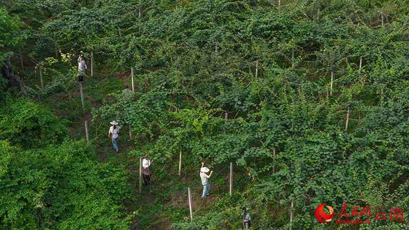 Xichou, Yunnan: Colline rocciose e aride trasformate in frutteti di kiwi
