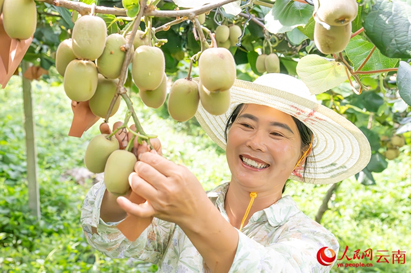 Xichou, Yunnan: Colline rocciose e aride trasformate in frutteti di kiwi