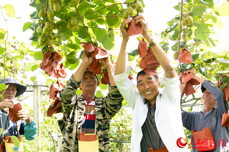 Xichou, Yunnan: Colline rocciose e aride trasformate in frutteti di kiwi