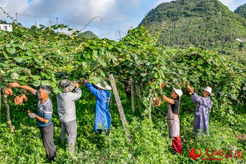 Xichou, Yunnan: Colline rocciose e aride trasformate in frutteti di kiwi