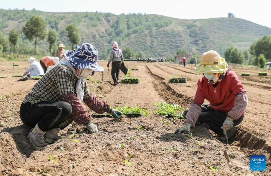 Clima unico favorisce la produzione di ortaggi di qualità tipici dei climi freddi in una contea del Qinghai