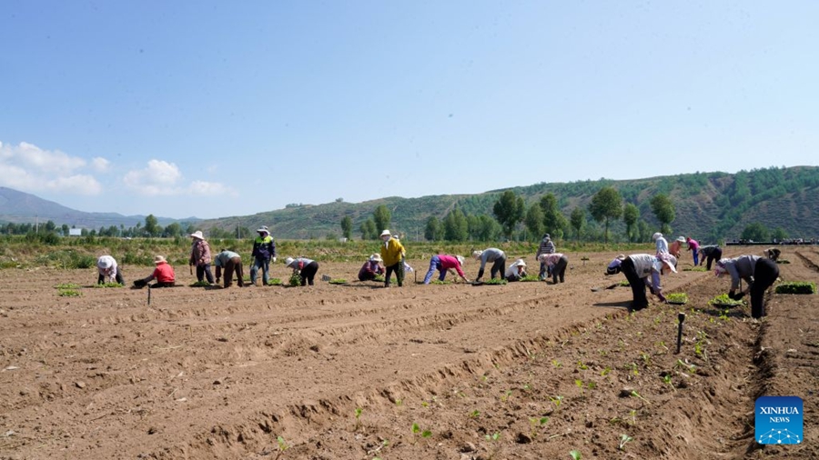 Clima unico favorisce la produzione di ortaggi di qualità tipici dei climi freddi in una contea del Qinghai