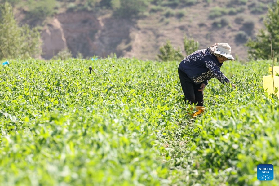 Clima unico favorisce la produzione di ortaggi di qualità tipici dei climi freddi in una contea del Qinghai