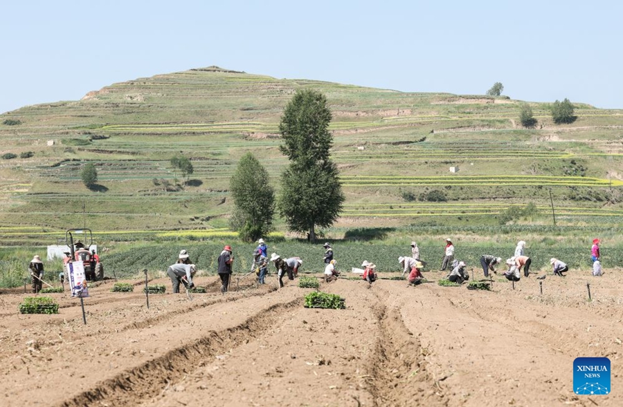 Clima unico favorisce la produzione di ortaggi di qualità tipici dei climi freddi in una contea del Qinghai