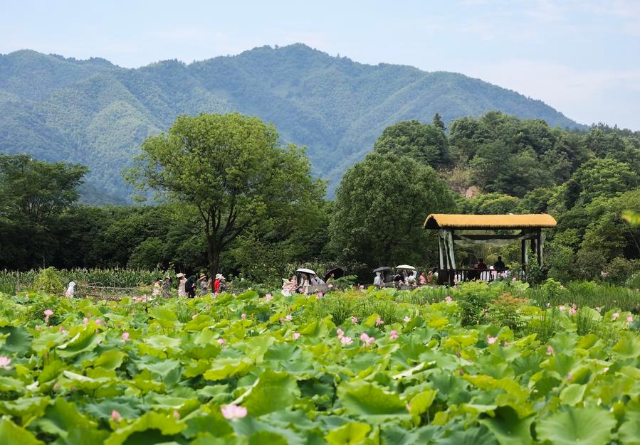 Turisti si divertono presso uno stagno di fiori di loto nel villaggio di Shisidu, nella provincia del Zhejiang, Cina orientale. (4 luglio 2026 - Xinhua/Xu Yu)