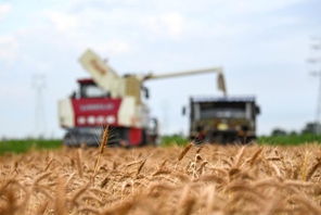 Cangzhou, terreni salino-alcalini trasformati in campi di grano produttivi