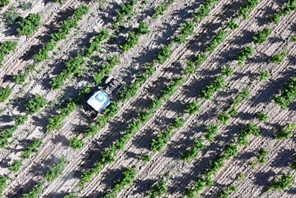 Vista dei vigneti alle pendici orientali del monte Helan, Ningxia