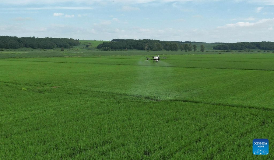 Avviate operazioni aeree di protezione delle colture per la prevenzione delle malattie nello Heilongjiang