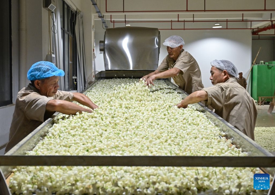 Il patrimonio industriale del tè al gelsomino di Fuzhou alimenta la crescita del turismo culturale locale