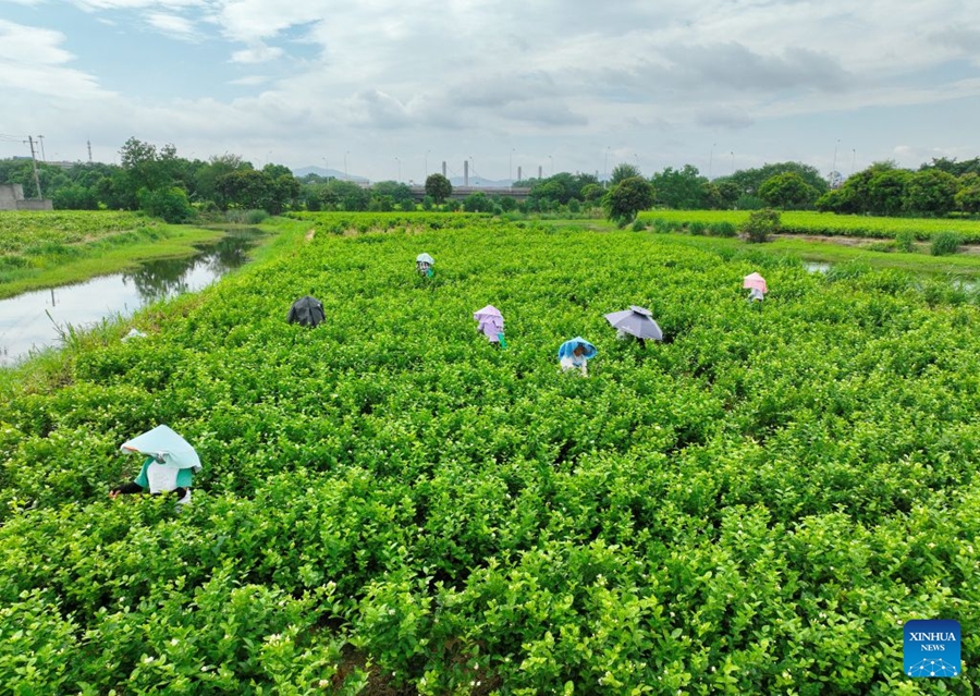 Il patrimonio industriale del tè al gelsomino di Fuzhou alimenta la crescita del turismo culturale locale