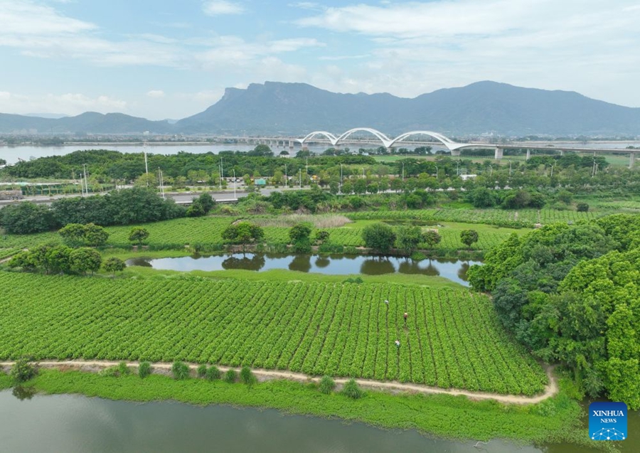 Il patrimonio industriale del tè al gelsomino di Fuzhou alimenta la crescita del turismo culturale locale