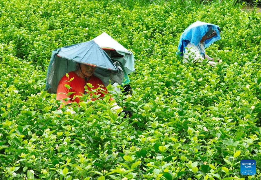 Il patrimonio industriale del tè al gelsomino di Fuzhou alimenta la crescita del turismo culturale locale