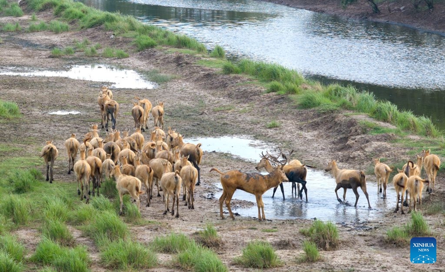 La popolazione di cervi milu supera gli 8.800 esemplari nella Riserva naturale nazionale di Dafeng