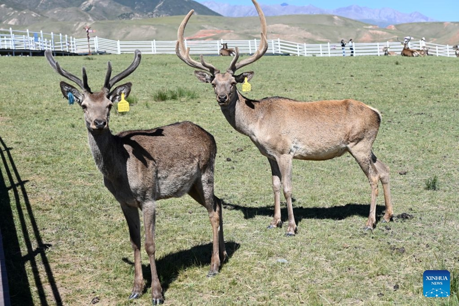 Il Parco dei Cervi Divini nel Gansu