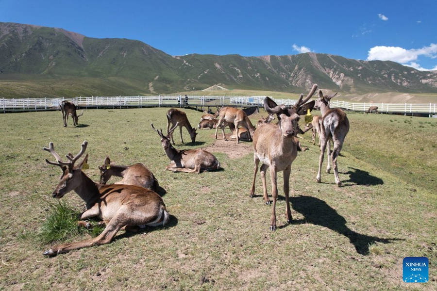 Il Parco dei Cervi Divini nel Gansu