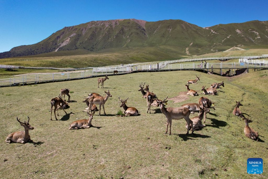 Il Parco dei Cervi Divini nel Gansu