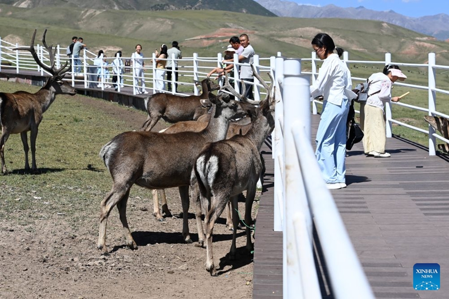 Il Parco dei Cervi Divini nel Gansu