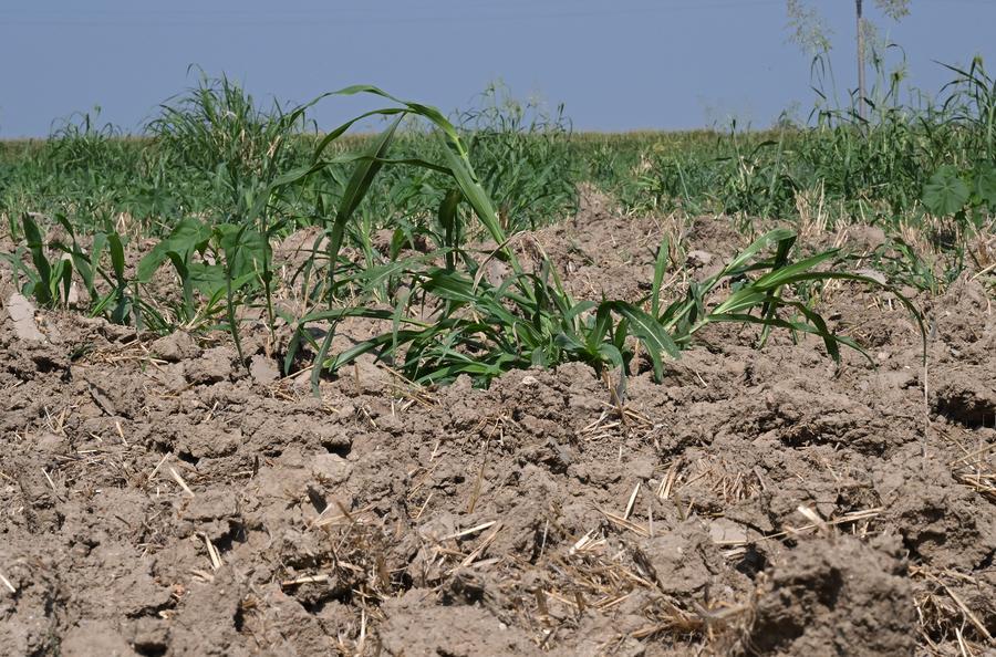 Ondata di caldo stringe la sua morsa sull'Europa, mettendo a dura prova trasporti, energia e agricoltura