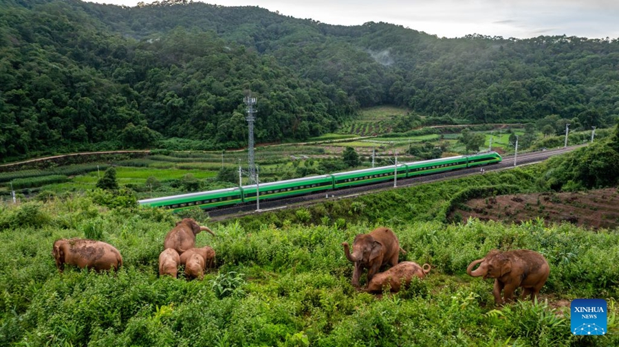 La popolazione di elefanti asiatici selvatici in Cina sale a quasi 400 esemplari