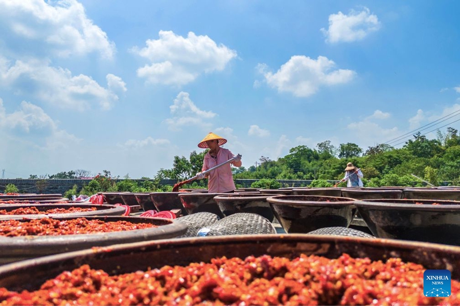Preparativi per la produzione di salsa al peperoncino nello Hunan