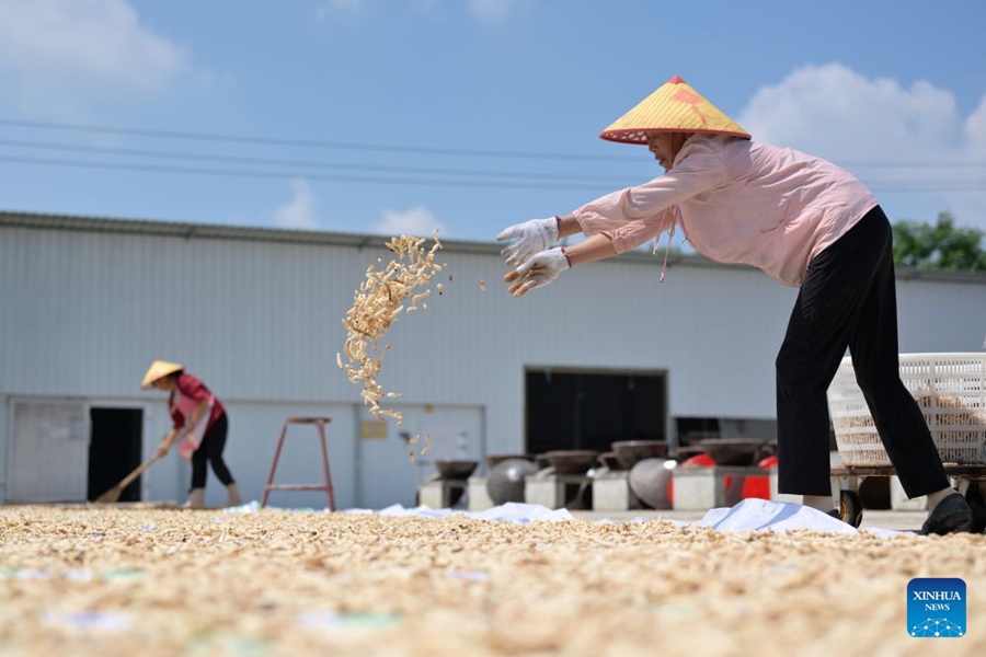 Preparativi per la produzione di salsa al peperoncino nello Hunan
