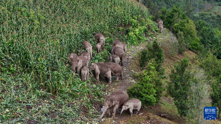 Ning'er: Protezione per gli elefanti selvatici