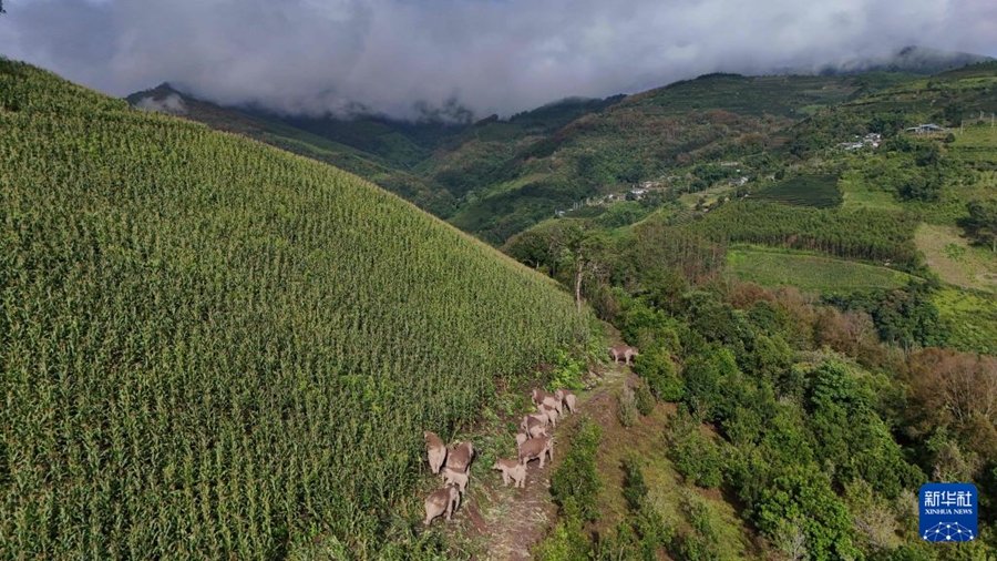 Ning'er: Protezione per gli elefanti selvatici