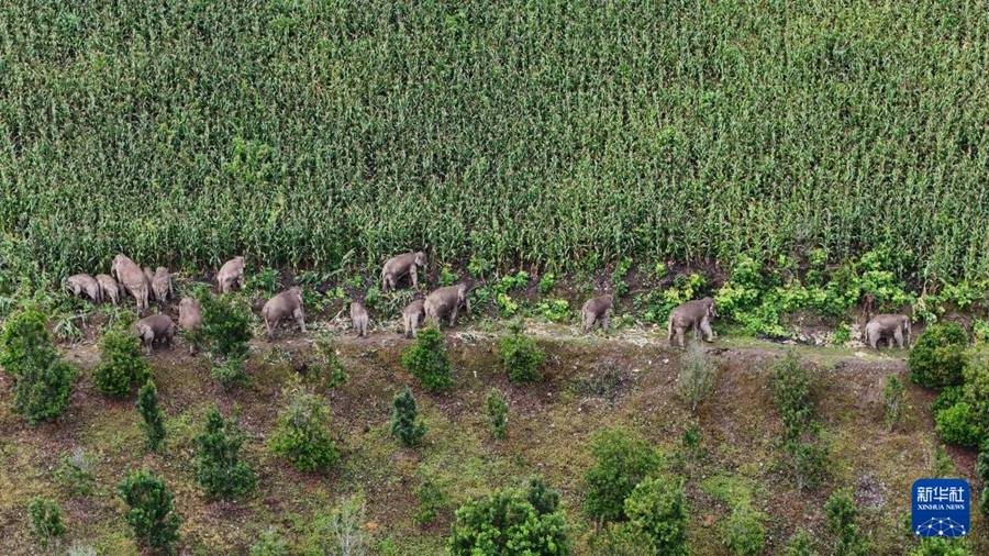 Ning'er: Protezione per gli elefanti selvatici