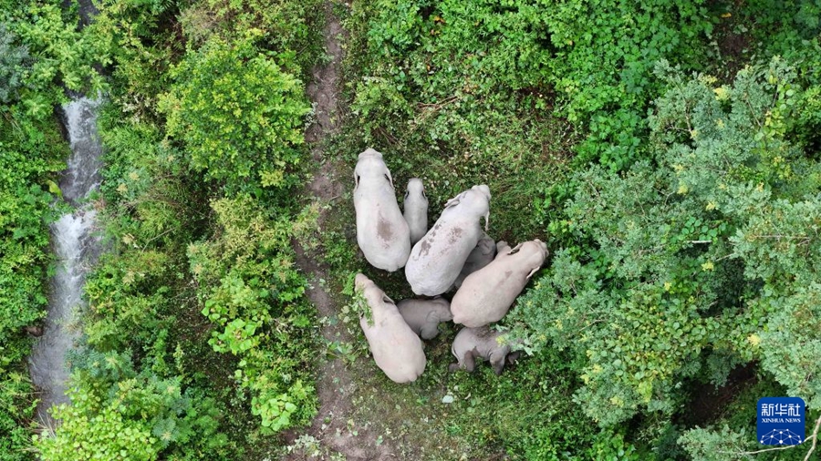 Ning'er: Protezione per gli elefanti selvatici