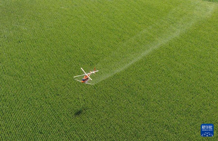 Heilongjiang, aerei e droni sostengono la produzione dei cereali autunnali