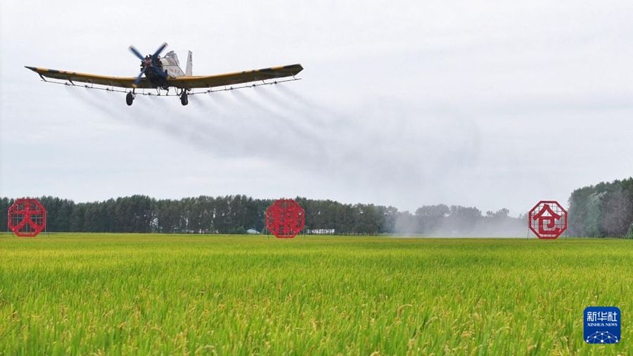 Heilongjiang, aerei e droni sostengono la produzione dei cereali autunnali